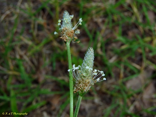{Plantago lanceolata}